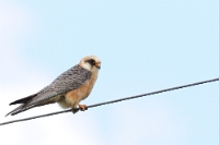 74531 Falco vespertinus (Falco cuculo, femmina)